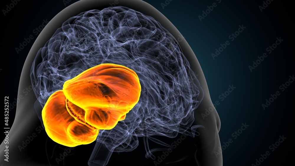 Αυτοκόλλητο 3d illustration of human body organ brain cerebrum anatomy.