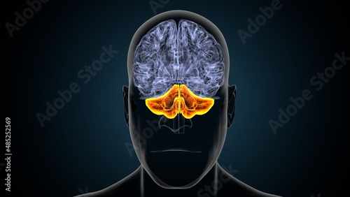 Vászonkép 3d illustration of human body organ brain cerebrum anatomy.