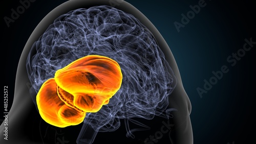 3d illustration of human body organ brain cerebrum anatomy.
