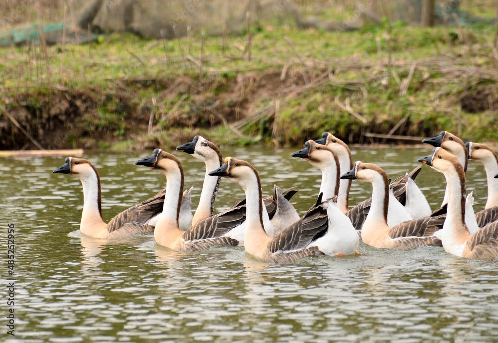 Obraz premium flock of geese
