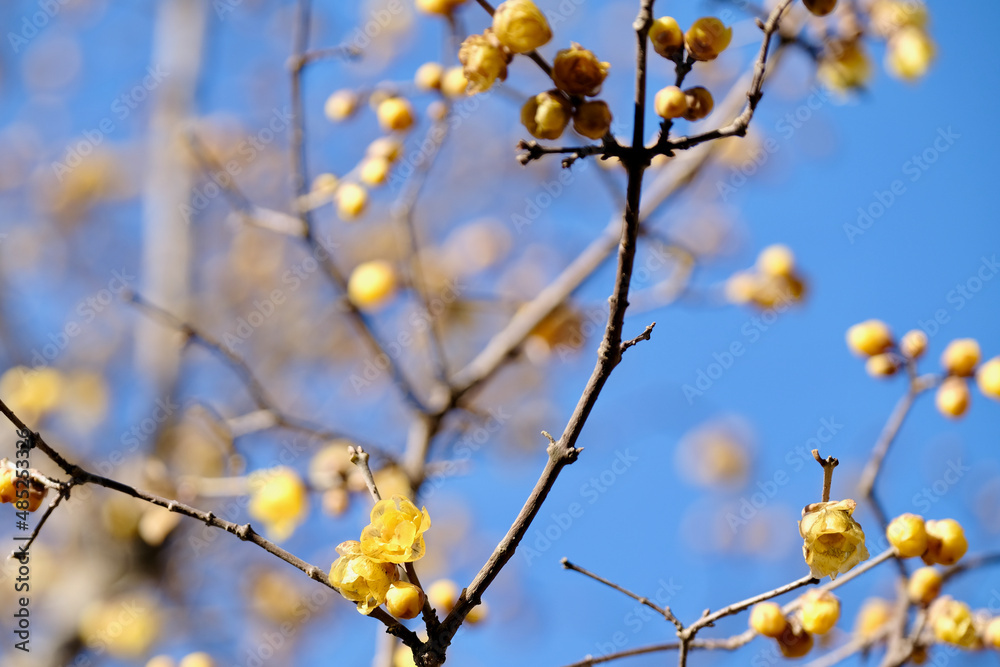 早春晴れた日の蝋梅の花（ロウバイ）