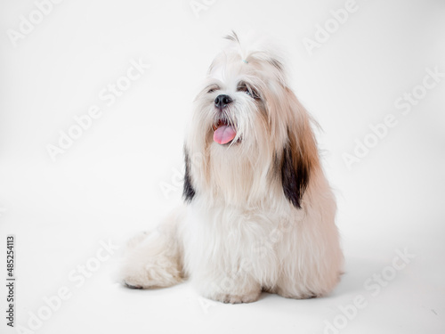 Shih Tzu puppy dog sitting on white background