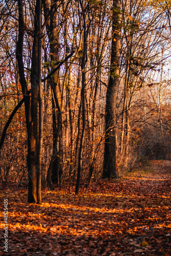 Beautiful autumn forest and sun shining through the foliage. Leaves change color  peaceful forest. Autumn landscape. Fallen leaves lying on the ground