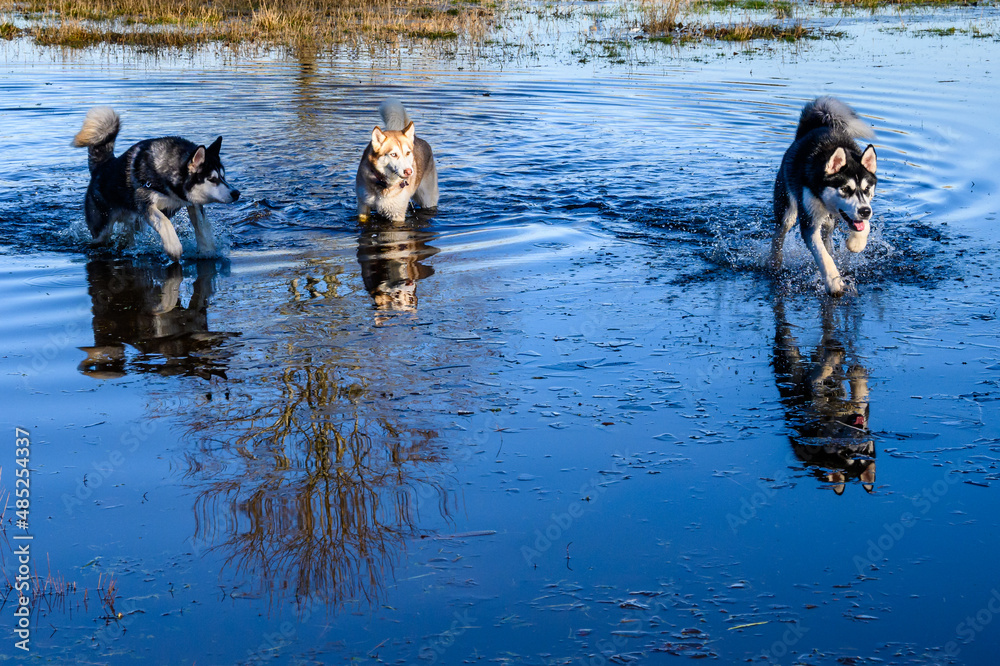 Happy dogs playing chase in a flooded field on a sunny winter day in Marymoor Park off leash dog area
Happy dogs playing chase in a flooded field on a sunny winter day in Marymoor Park off leash dog area