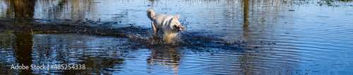 Happy dogs playing chase in a flooded field on a sunny winter day in Marymoor Park off leash dog area 