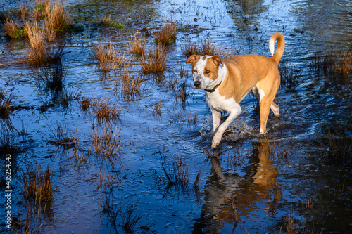 Happy dogs playing chase in a flooded field on a sunny winter day in Marymoor Park off leash dog area
 photo