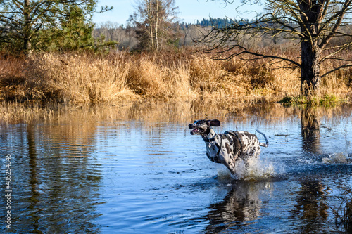 Happy dogs playing chase in a flooded field on a sunny winter day in Marymoor Park off leash dog area 