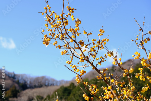 早春晴れた日の蝋梅の花（ロウバイ）