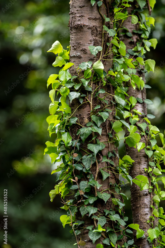 Obraz premium 木に絡みつく蔦