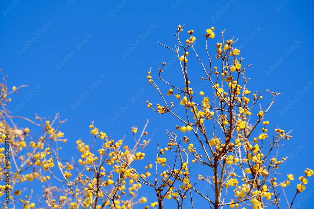 早春晴れた日の蝋梅の花(ロウバイ) 早春晴れた日の蝋梅の花(ロウバイ)