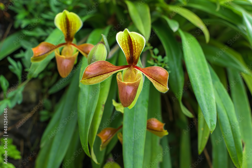 Obraz premium Beautiful rare wild orchids (Paphiopedilum villosum) in tropical forest of Thailand.