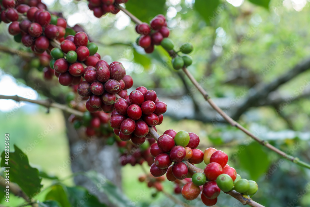 Coffee beans ripening on tree. Coffee beans ripening on tree.
