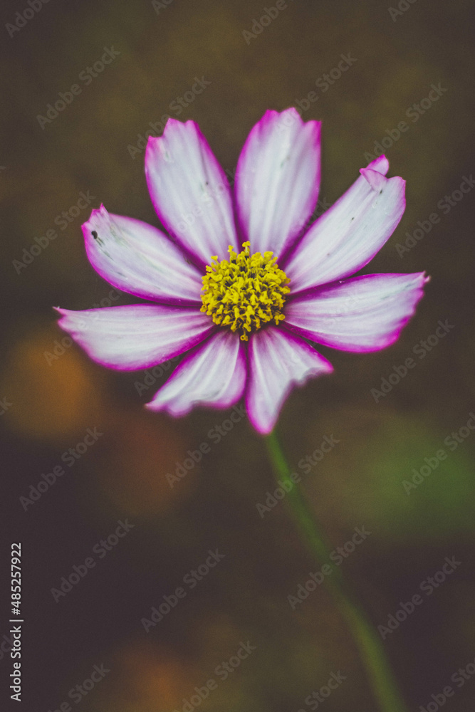 close up of pink daisy