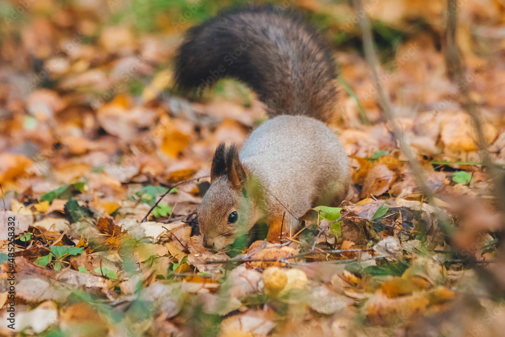 a small beautiful squirrel is looking for nuts in the autumn forest to stock up for the winter a small beautiful squirrel is looking for nuts in the autumn forest to stock up for the winter