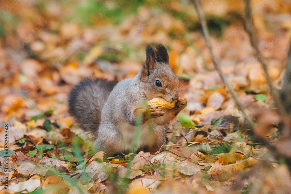 a small beautiful squirrel is looking for nuts in the autumn forest to stock up for the winter a small beautiful squirrel is looking for nuts in the autumn forest to stock up for the winter