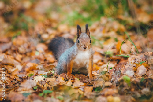 a small beautiful squirrel is looking for nuts in the autumn forest to stock up for the winter