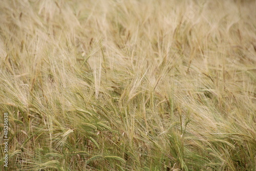 wheat field in summer © Michael Mamoon