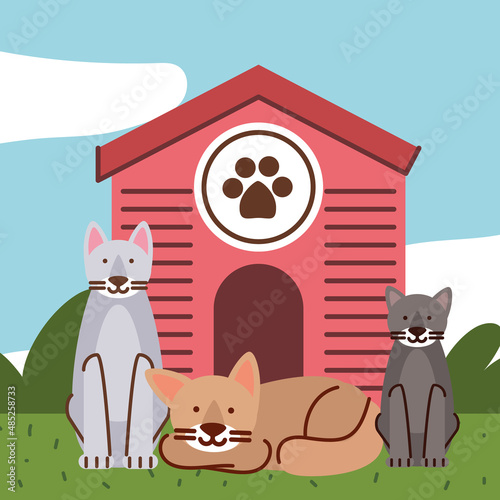 pets cats and house
