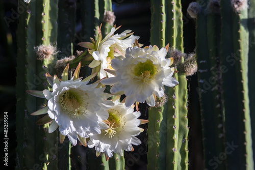 Echinopsis bridgesii flowers photo