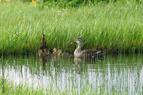カルガモの親子