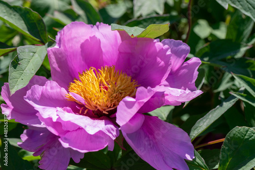 Tree peony (Paeonia suffruticosa) in park.