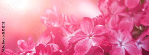 Springtime bunches of lilac blossoms on branches