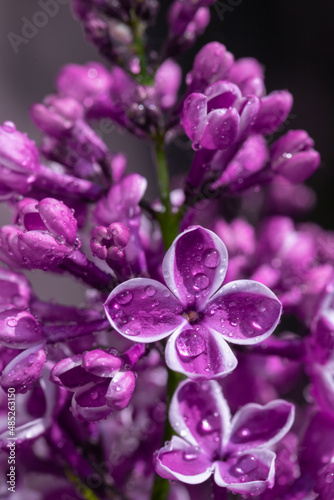 Lilac flower pink spring background.