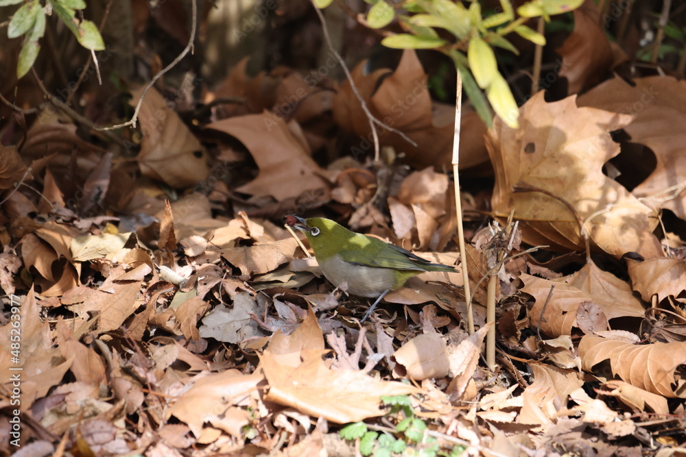 Naklejka premium 遊んでいるメジロの写真