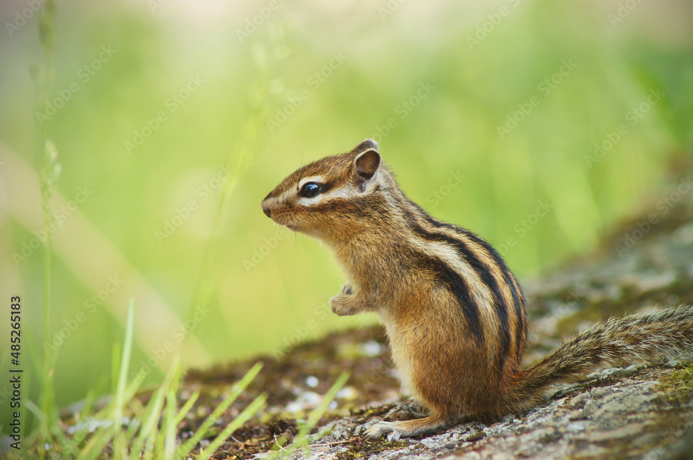 Landscape with chipmunk, forest chipmunk Landscape with chipmunk, forest chipmunk