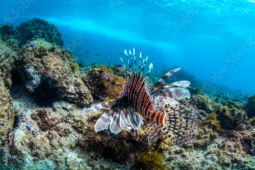 Leinwand Poster Lionfish swimming in the crystal-clear water, Byron Bay Australia
