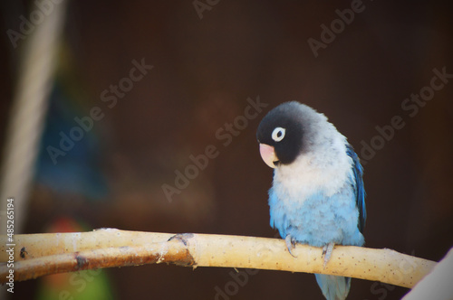 Blue parrot on a branch on a blurry background photo