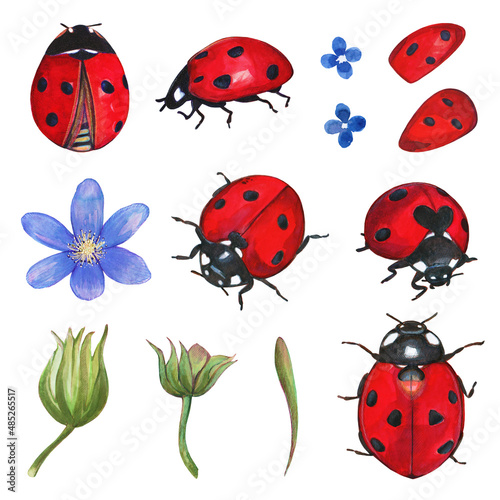 Ladybug insects and flowers clipart