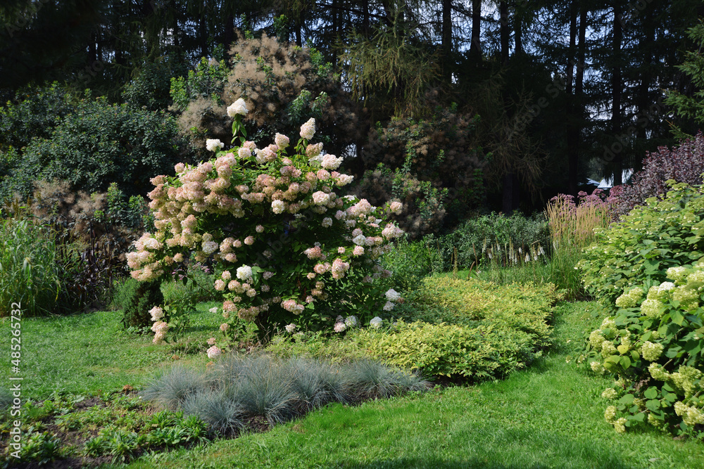 Obraz premium Garden with beautiful Hydrangea flowers