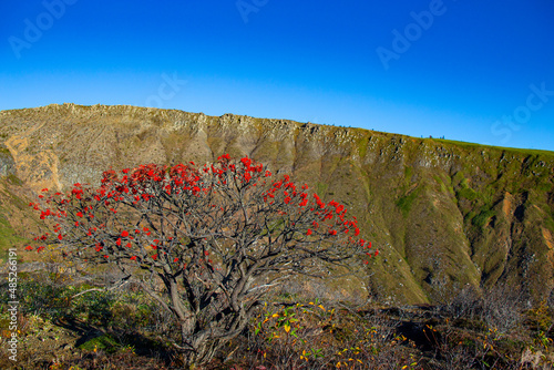 Beautiful red rowan berries in the autumn mountains. photo