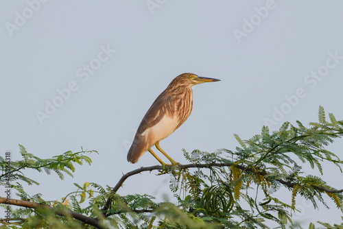 Pond Heron bird standing on a tree with sky Background