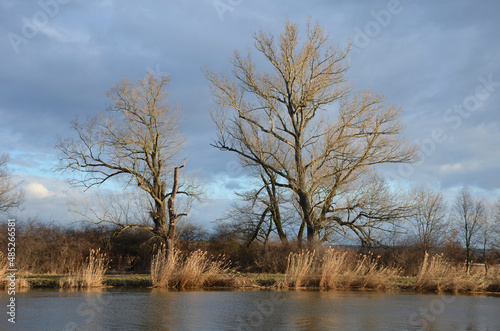 Black poplar near a large river in the evening reflections on the water surface has a distinct habitus black,  poplar. sunny day, riverside, riverbank in winter