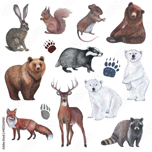 Wild animals and paw prints clipart