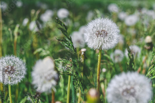 Close-up  dandelions on green grass.