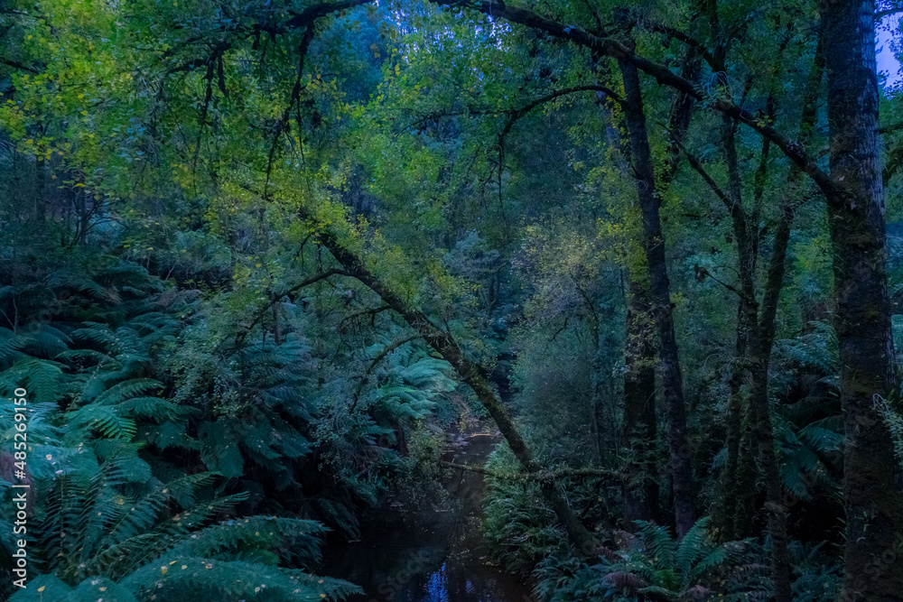 Night in the Forest.