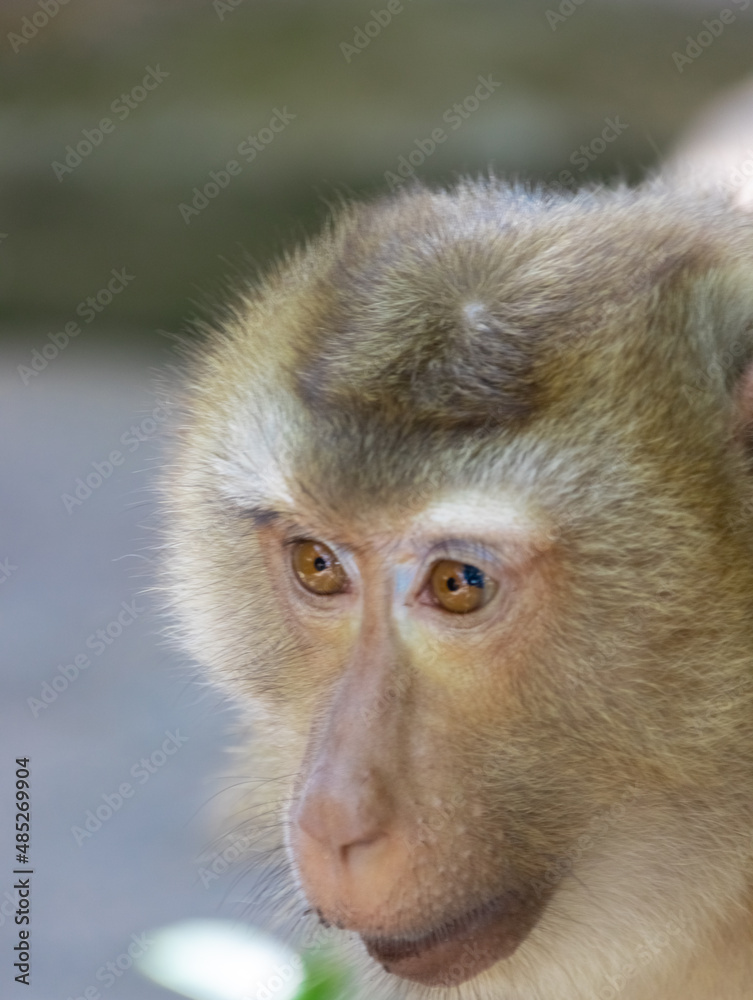 Closeup portrait of a Cheeky Monkey with big eyes taken at Big Buddha Mountain Phuket Thailand Closeup portrait of a Cheeky Monkey with big eyes taken at Big Buddha Mountain Phuket Thailand