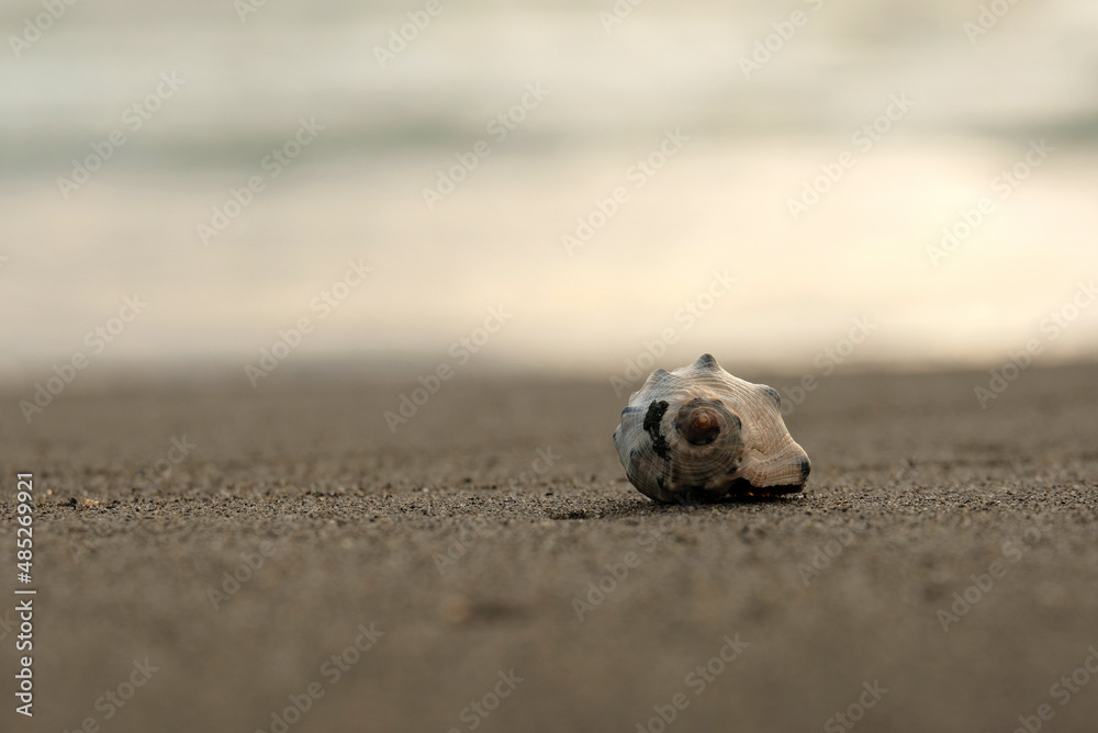 seashell on the beach