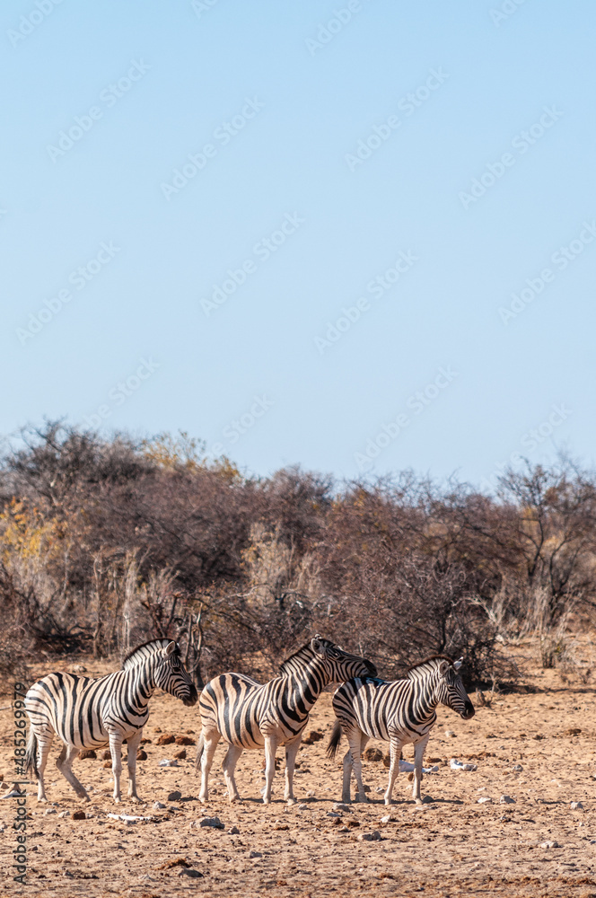 Obraz premium Telephoto shot of a group of Burchell's Plains zebras -Equus quagga burchelli- standing on the plains of Etosha National Park, Namibia.