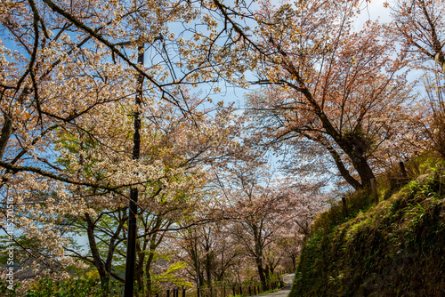 春の奈良県・吉野山で見た、満開の桜と背景の青空 © 和紀 神谷