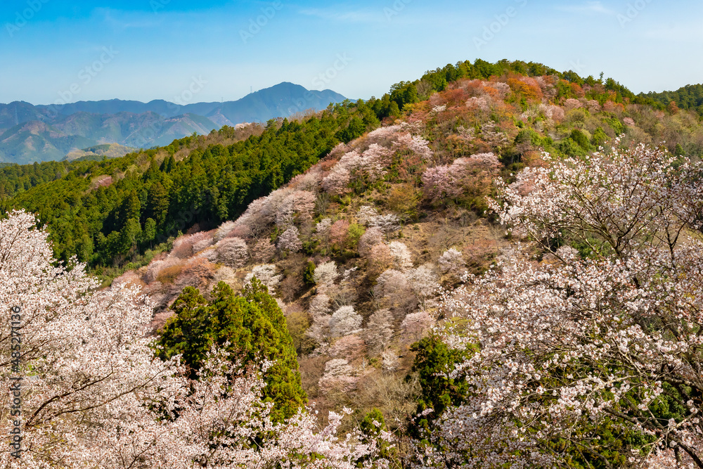 奈良県の吉野山で見た、山の斜面に咲き誇る桜の花と快晴の青空