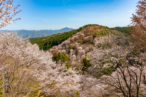 奈良県の吉野山で見た、山の斜面に咲き誇る桜の花と快晴の青空