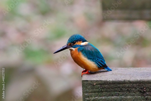 The kingfisher perching on a twig