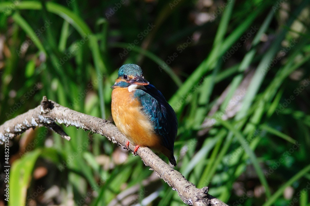 The kingfisher perching on a twig The kingfisher perching on a twig