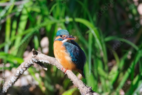 The kingfisher perching on a twig © ikwc_expf