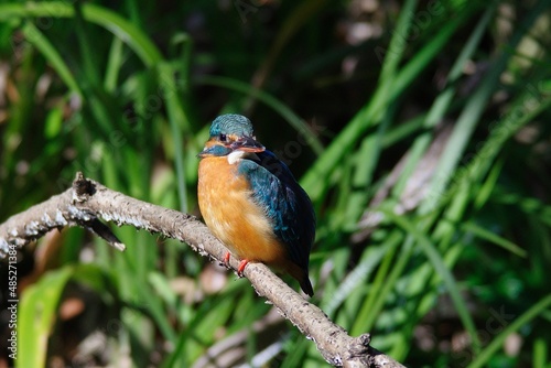 The kingfisher perching on a twig