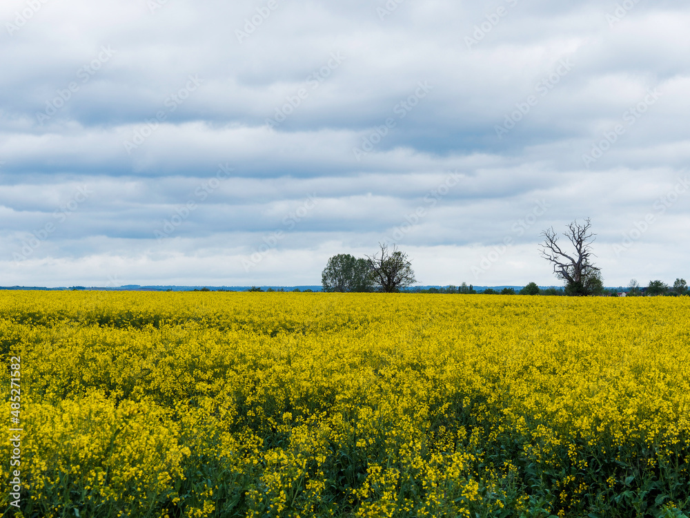 Paysage de  limagne avec ses champs de colza entre Vichy, Gannat et Aigueperse en Pays d'Auvergne